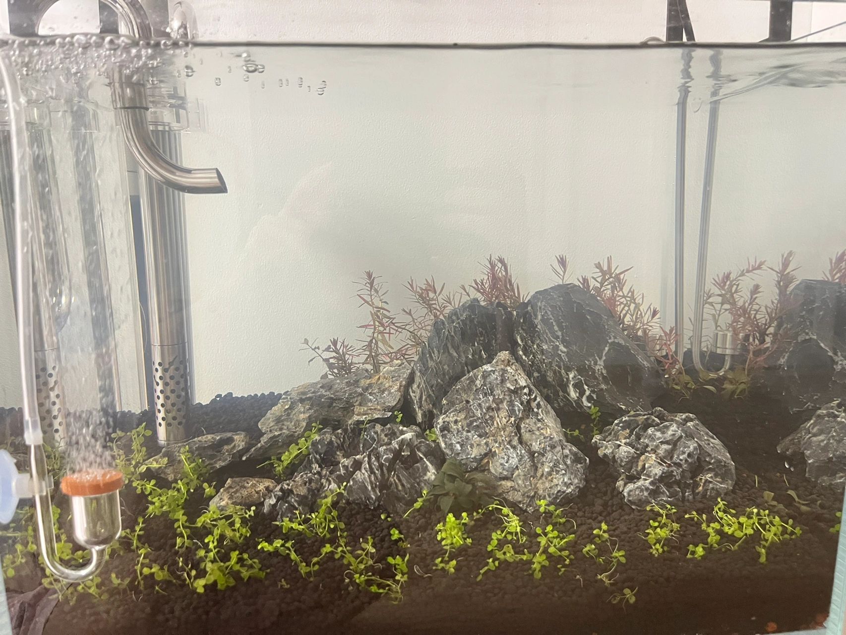 开缸第二天水发白 昨天刚开缸,没经验加水时就加了硝化菌,今天发现水