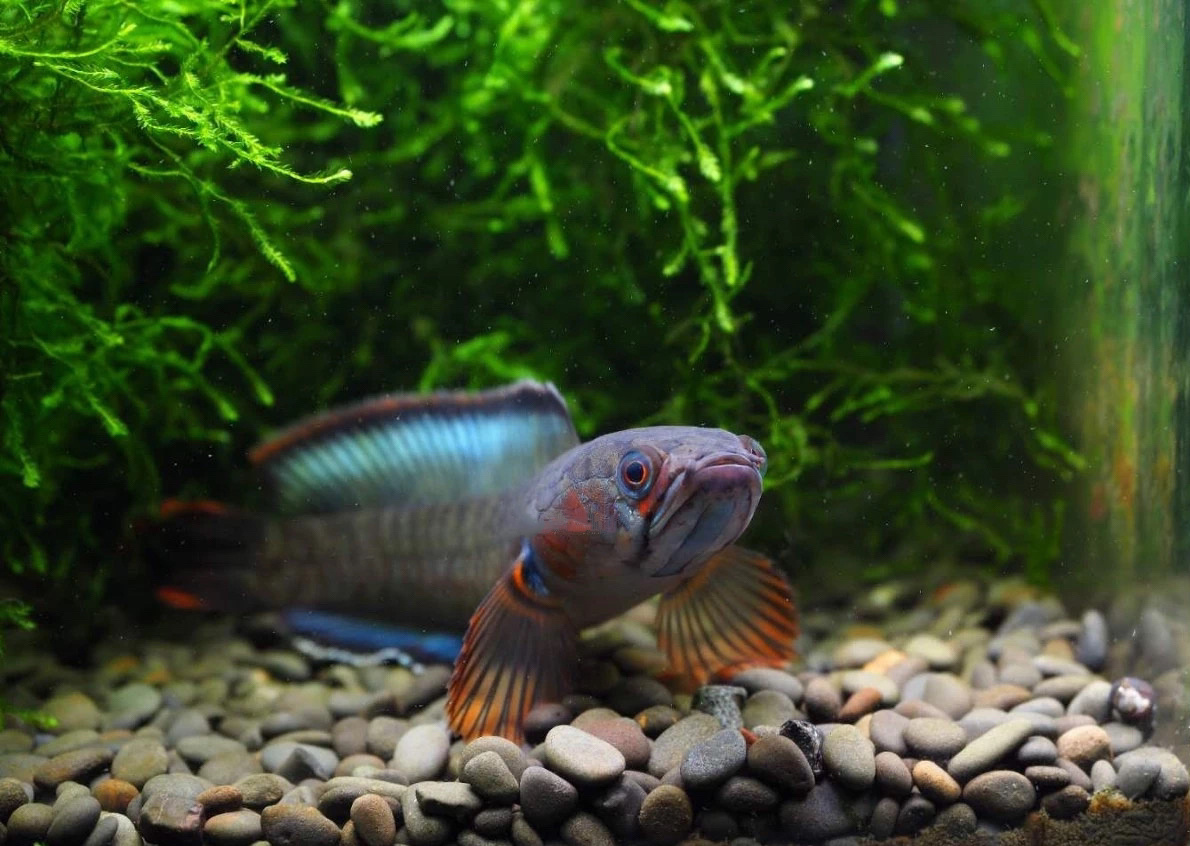 酒红雷龙-雷龙鱼中的繁殖机器 95名:酒红雷龙 学