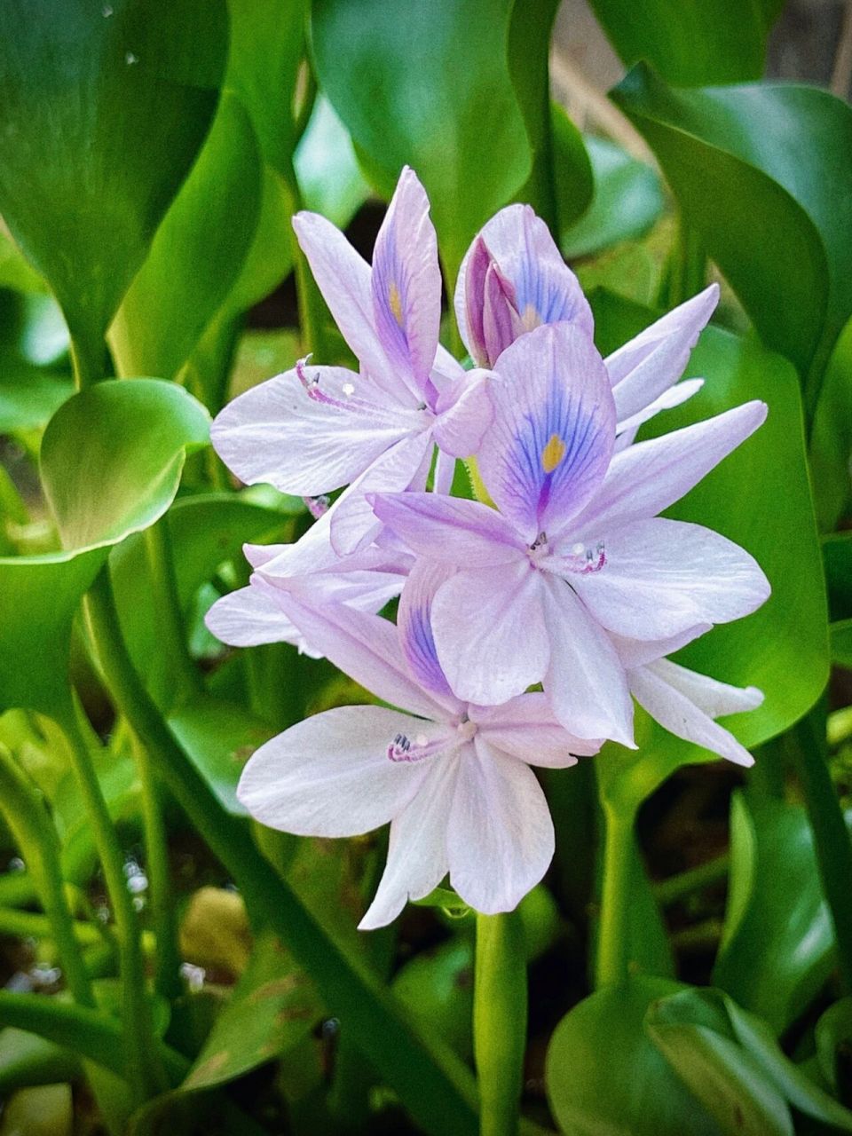 野生水葫芦图片