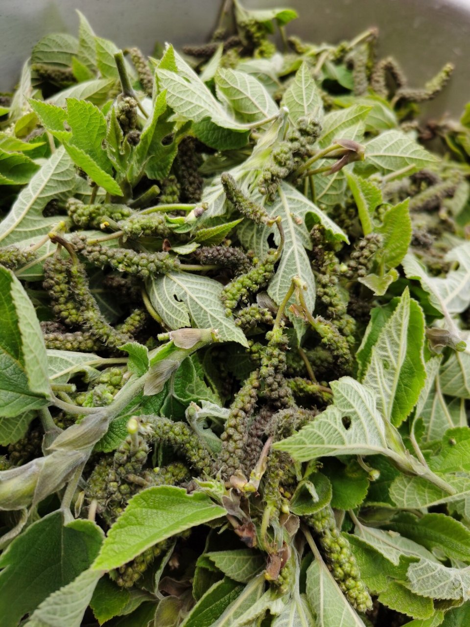 我们老家叫这"楮不揪"