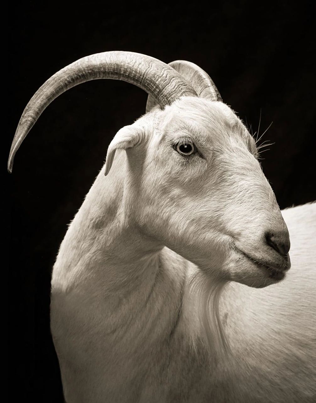 超多细节/适合画精微素描彩铅的几张羊头 需高清图可以联我#画画的