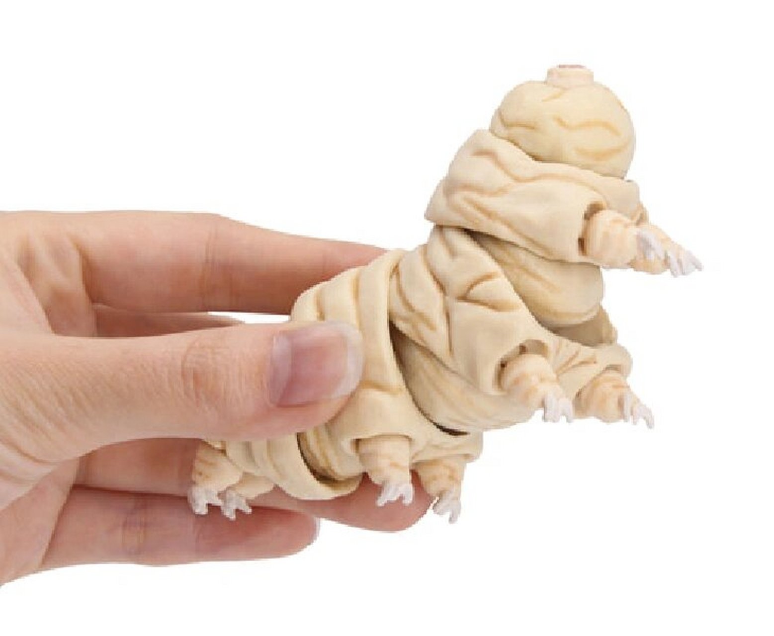 %超强生命力水熊虫 全身躯干四肢皆可动 胖熊一样的水熊虫越看越可爱?