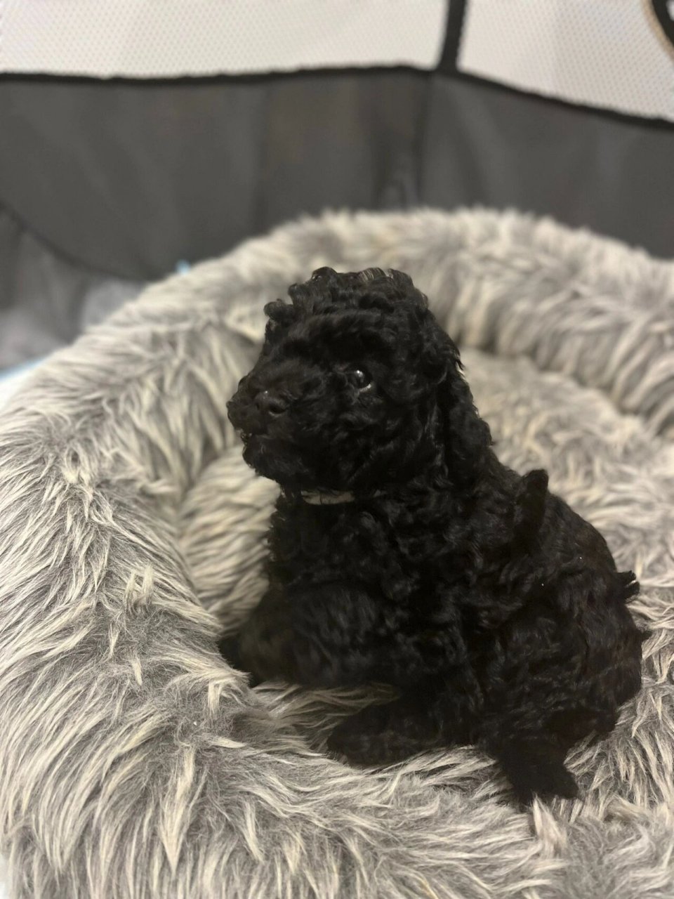 纯种黑贵宾 我们还有最后一隻漂亮的深夜黑色玩具贵宾犬(雌性)幼犬