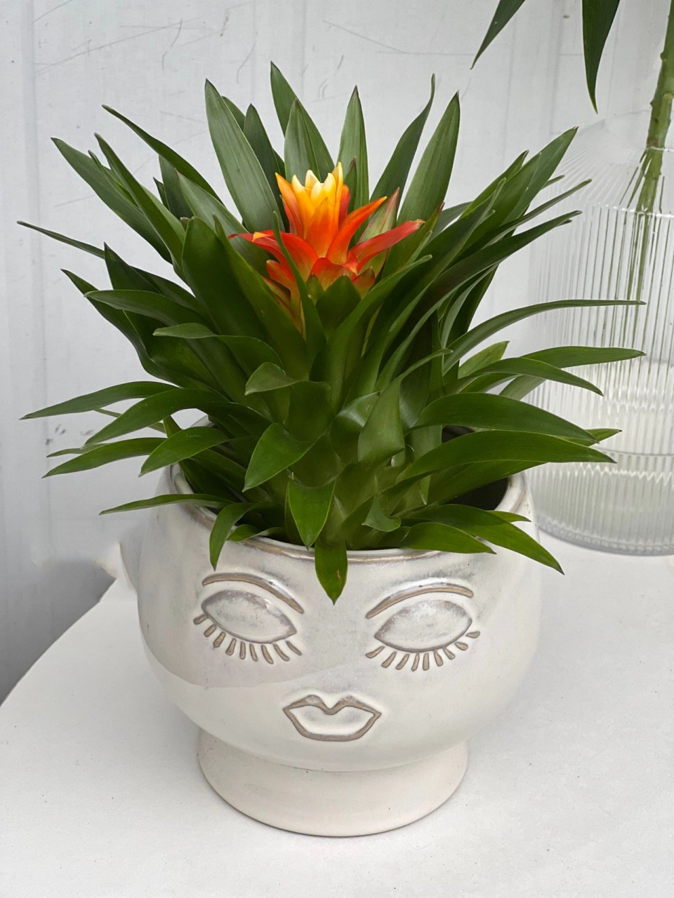 凤梨科—电脑宝贝    极好养的桌面小绿植 养护方法:就是花头不要喷水