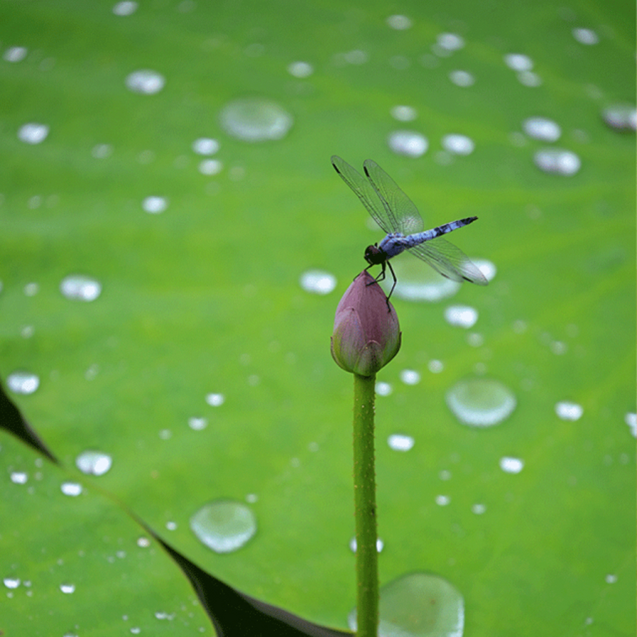 小满三候苦菜秀,夏色盛于芰(jì)荷色,芰荷是菱叶与荷叶的颜色.