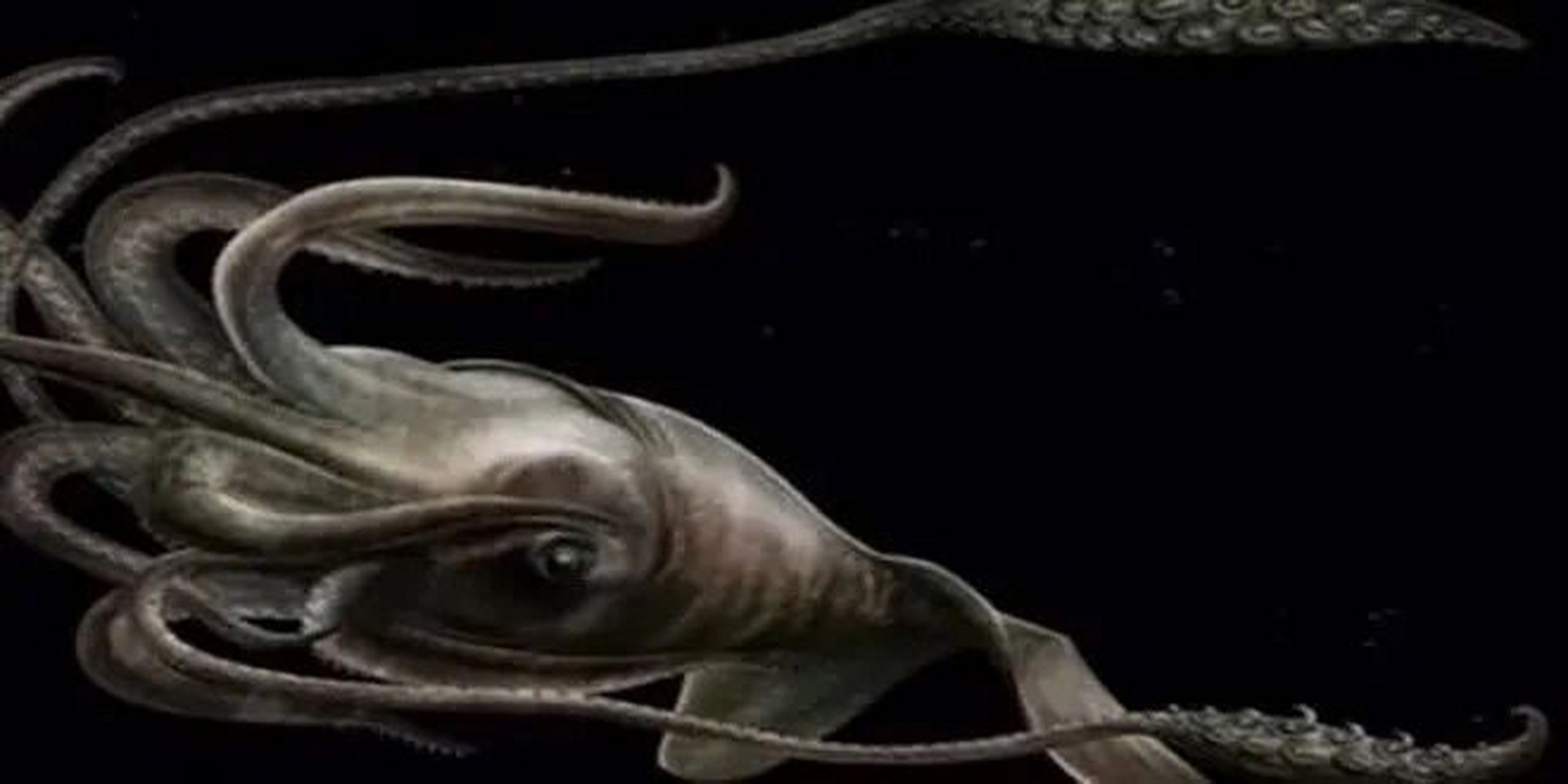 海洋生物-大王酸浆鱿 78 世界上最大的无脊椎动物 78 动物界中