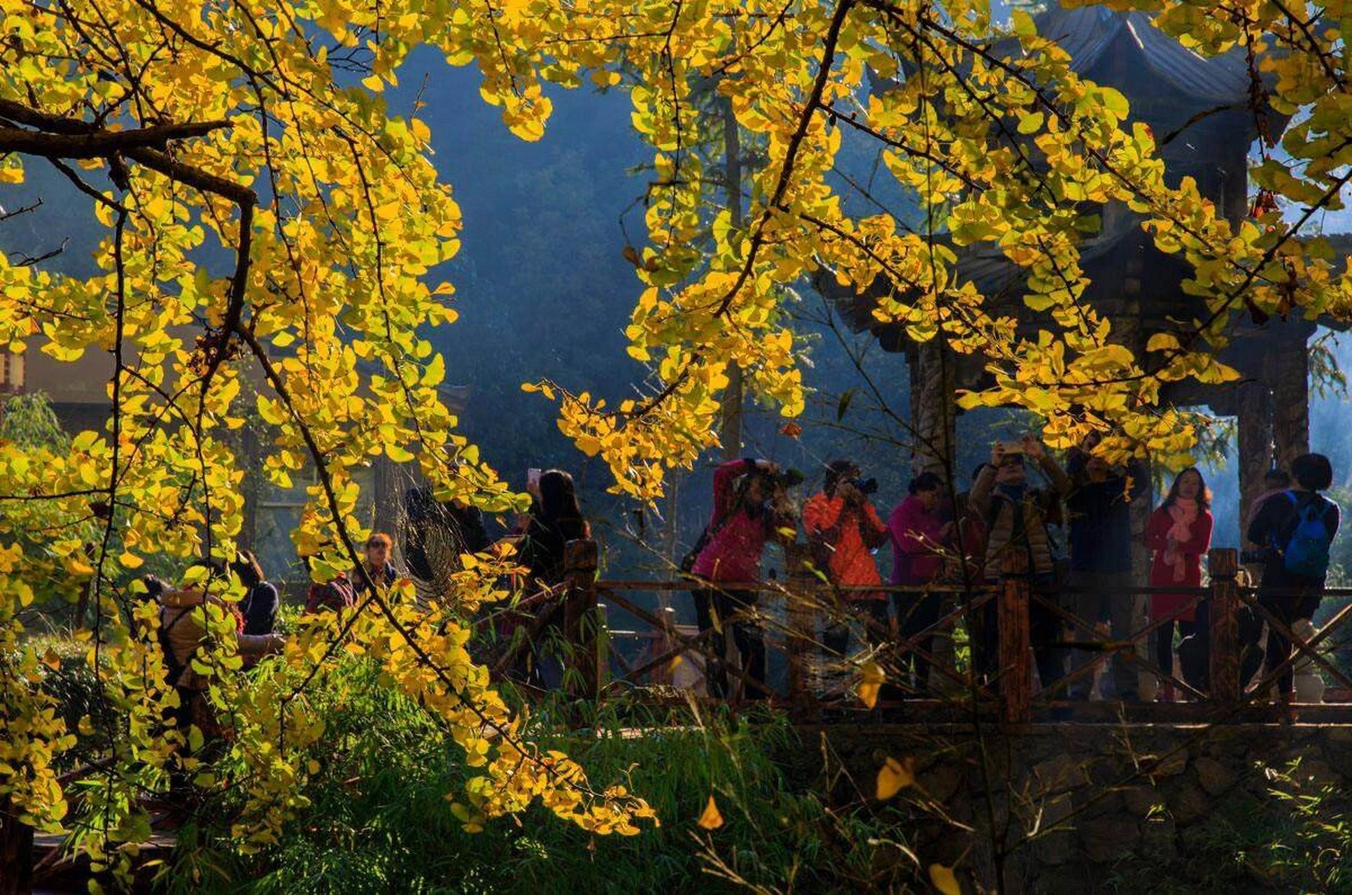 妥乐银杏,白果飘香,人间满目皆清欢 妥乐古银杏风景区, 位于贵州