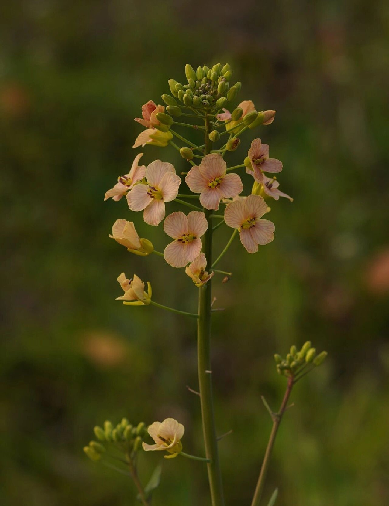 oleifera 又名油菜,十字花目十字花科芸薹属二年生草本
