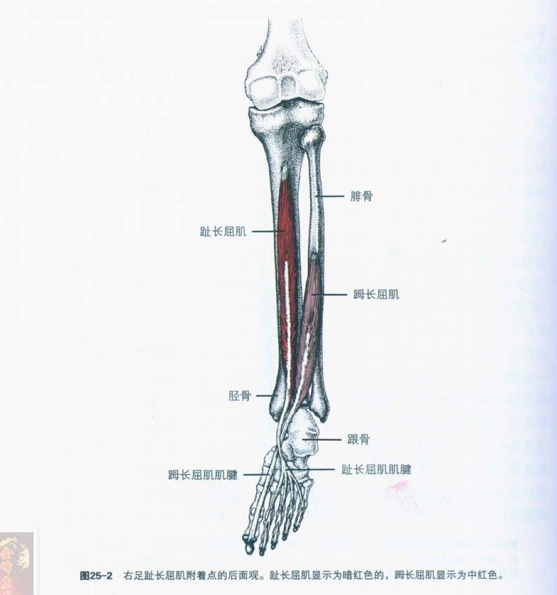 合力,踝关节的应力,足的局部,整体的功能链传递等 解剖:图2 趾长屈肌