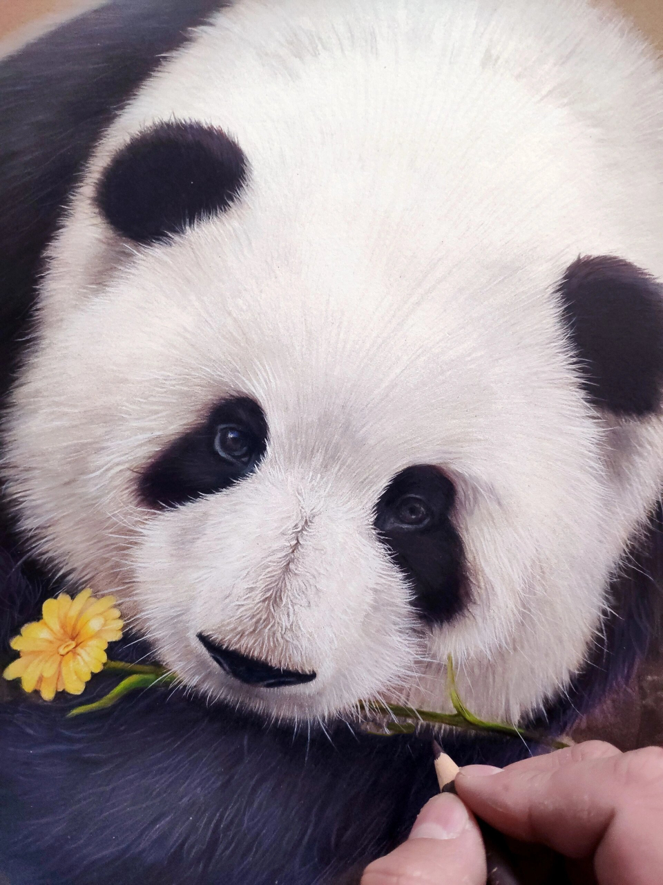 大熊猫手绘 彩铅图片