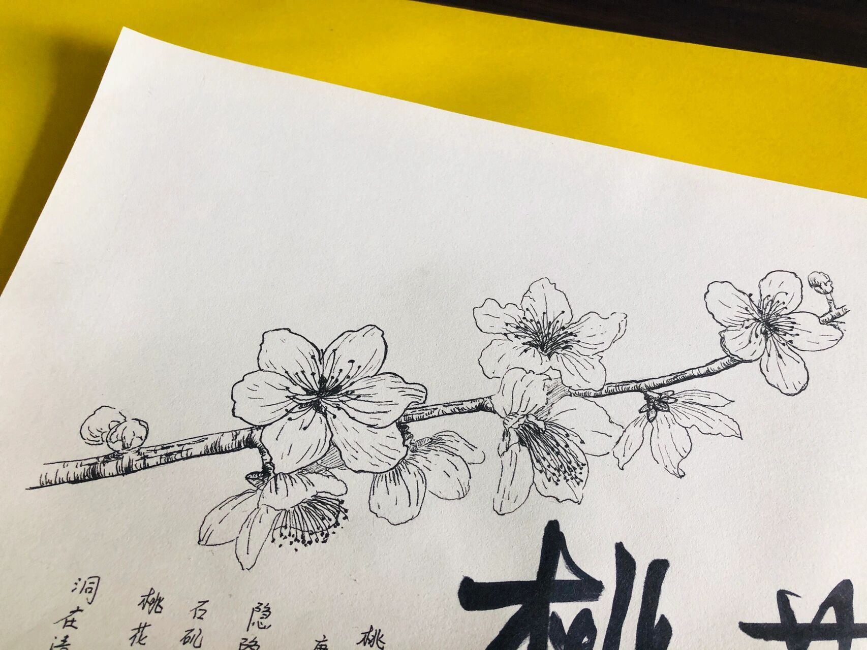 桃花线描画图片