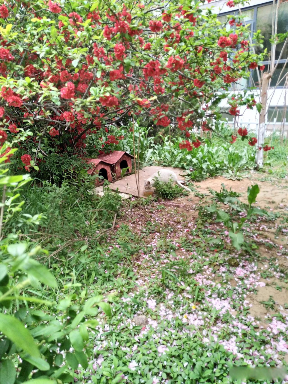 愿所有生命都被温柔以待