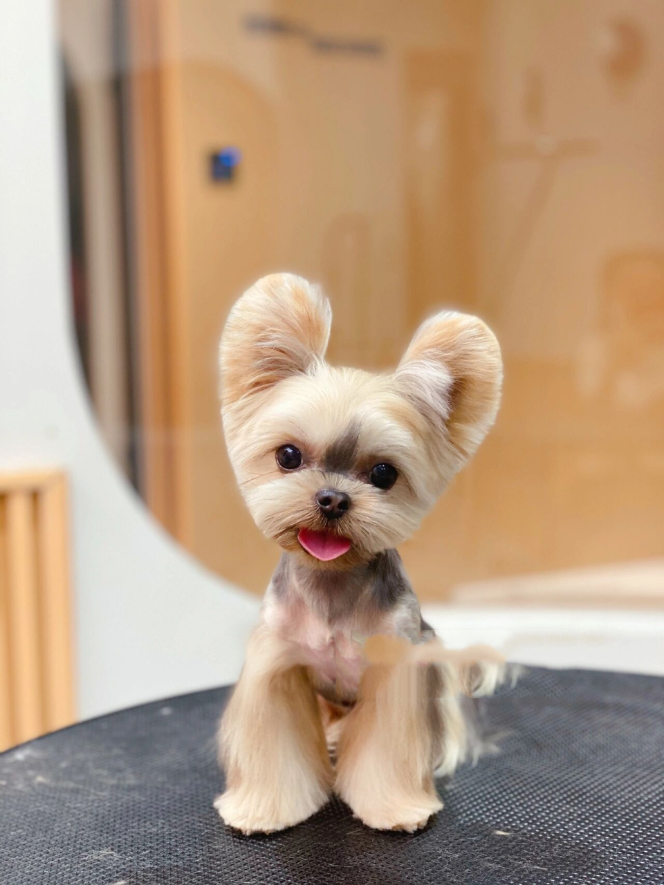 约克夏造型合集36615一大波对比图令人惊艳93 不用再担心找不到