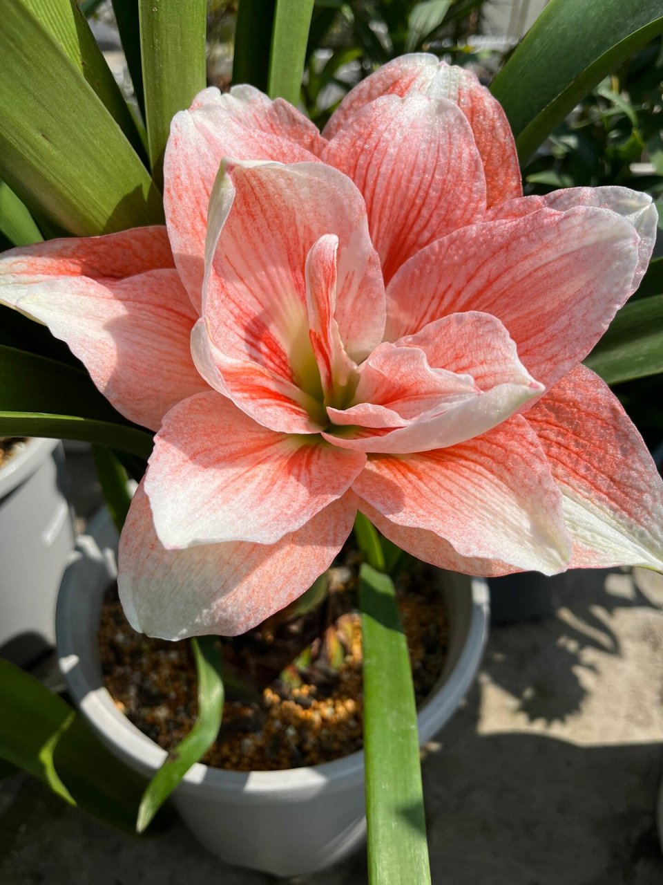 一年开两季的朱顶红:粉色荣耀 live图直出啦!