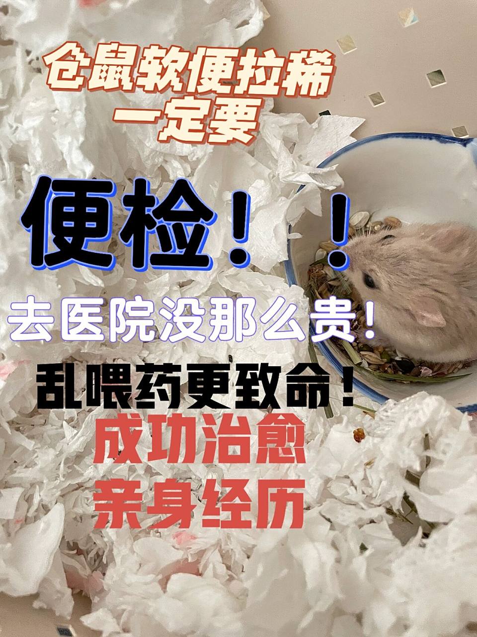 成功救治经验,仓鼠软便拉稀一定要做便检! 发病及治疗过程:10.