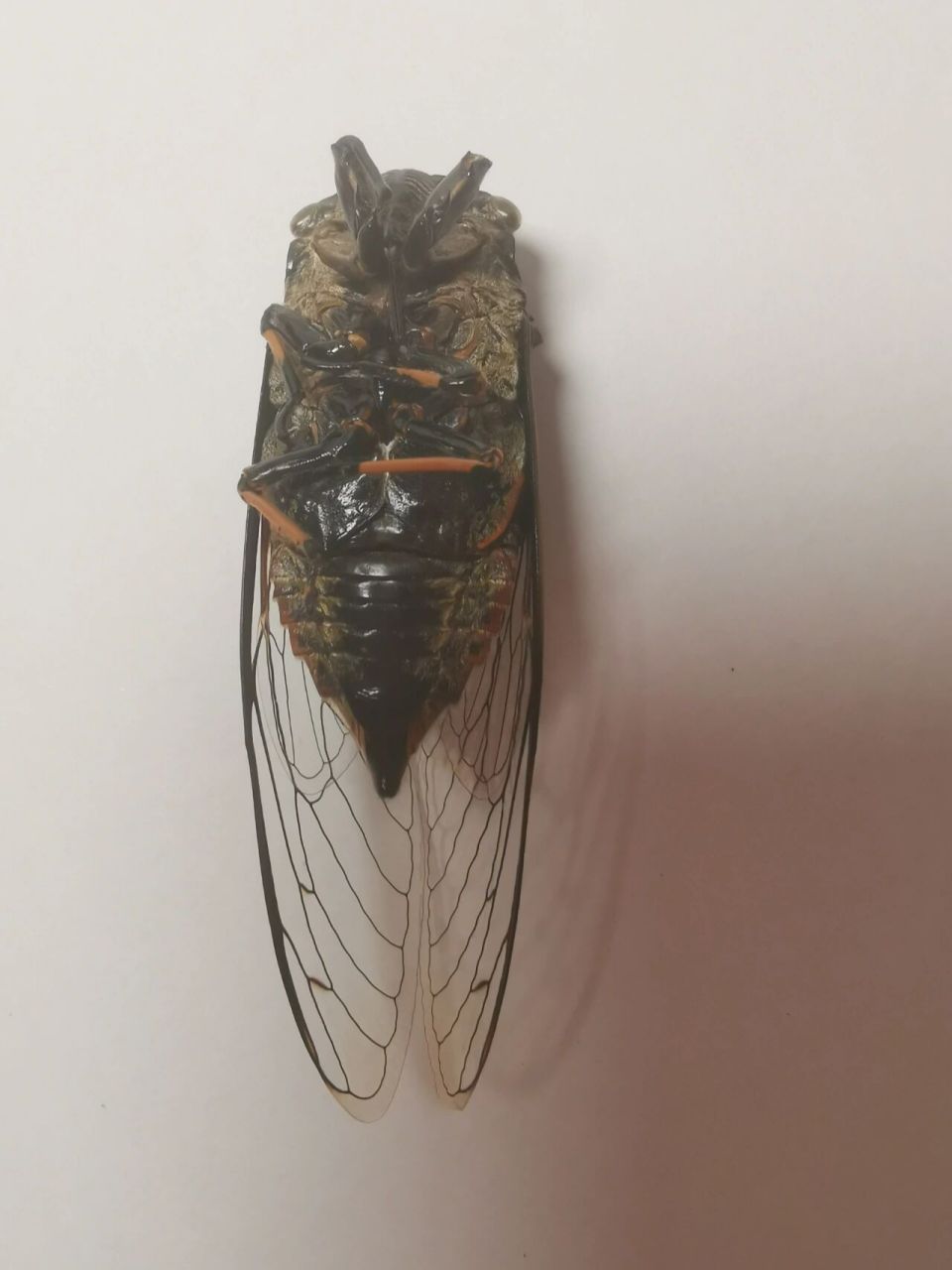 陪孩子做自然笔记,才知道蝉竟然有十几年的寿命,只是大部分时间都在