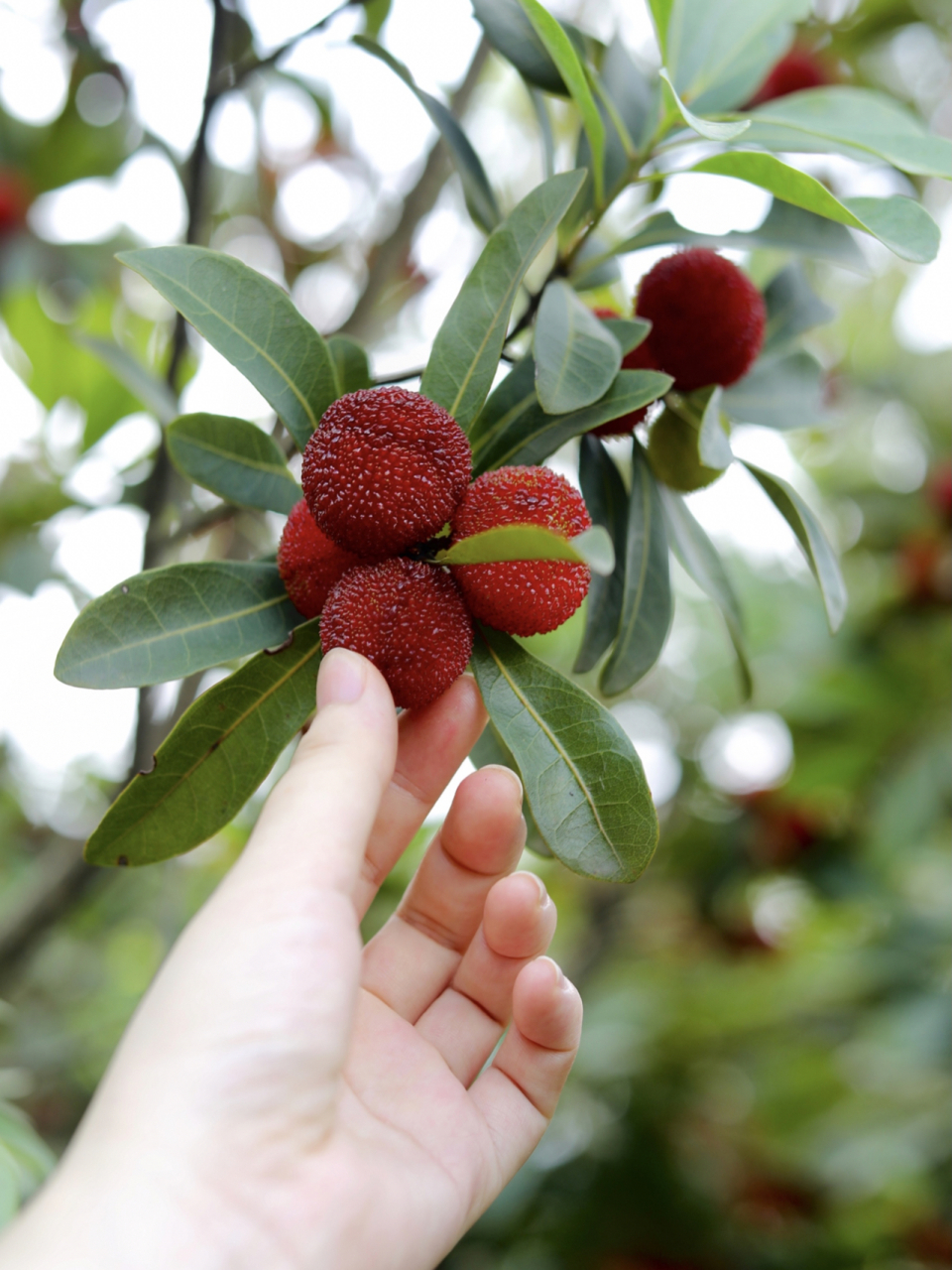 摘杨梅|酸酸甜甜,夏日"梅"烦恼～ 宜兴初夏杨梅上市, 天气气预报未来