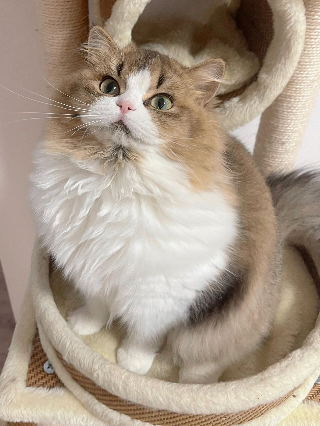 米努特长毛猫 | 猫咪从小到大的颜值变化 长毛猫真的太香了呀!