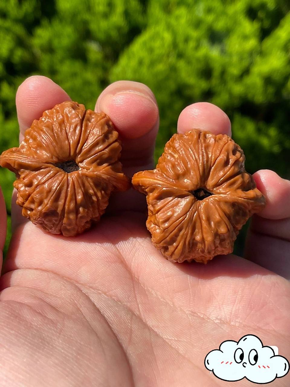 文玩核桃品种介绍(四十四)血麒麟 03血麒麟狮子头,又名平谷骰子