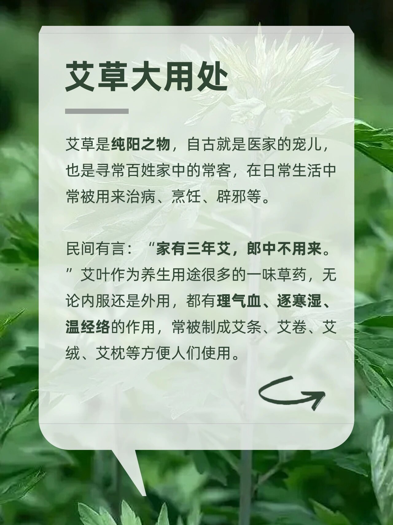 四方艾草的功效和图片图片