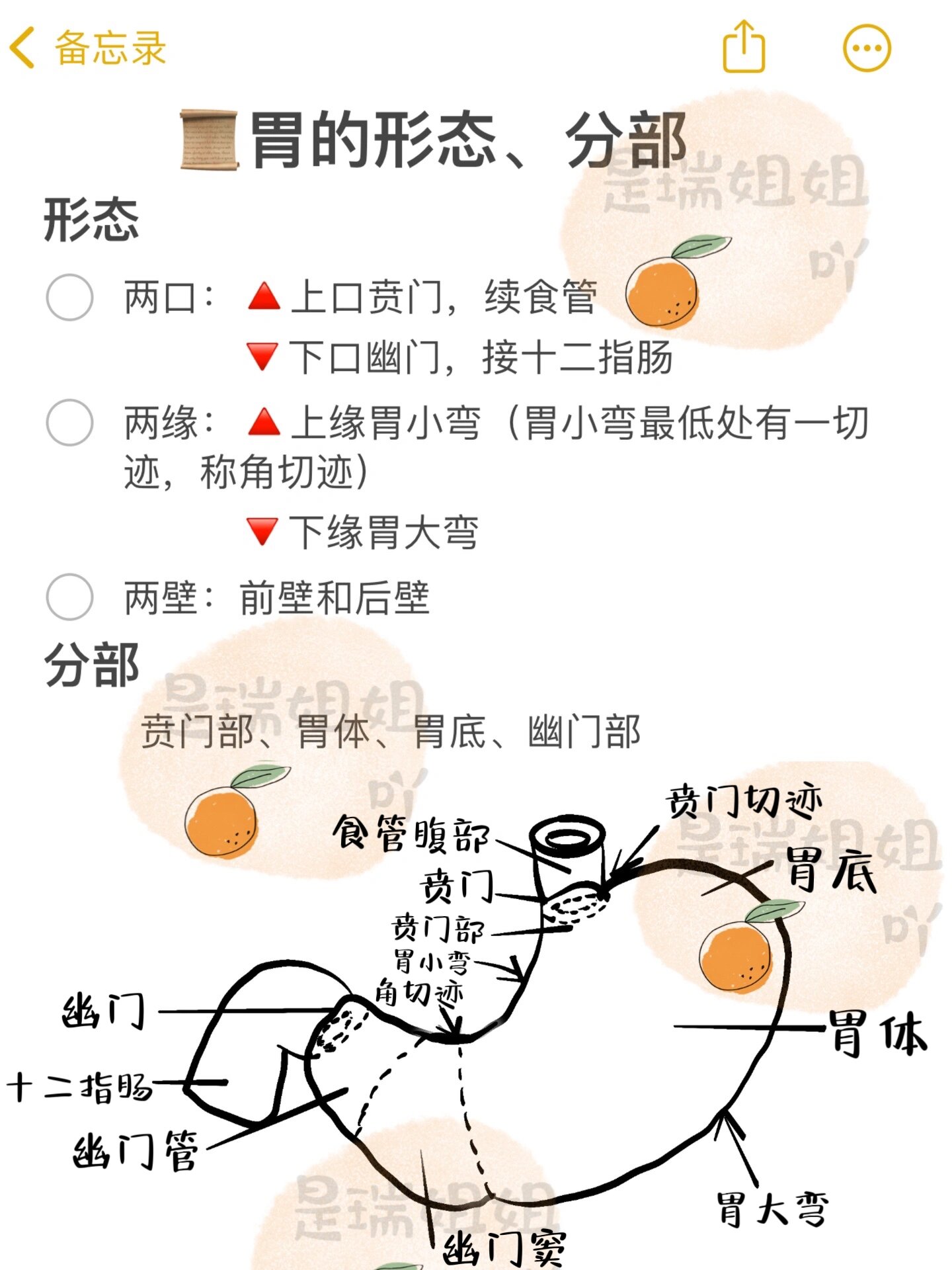 胃的毗邻图片