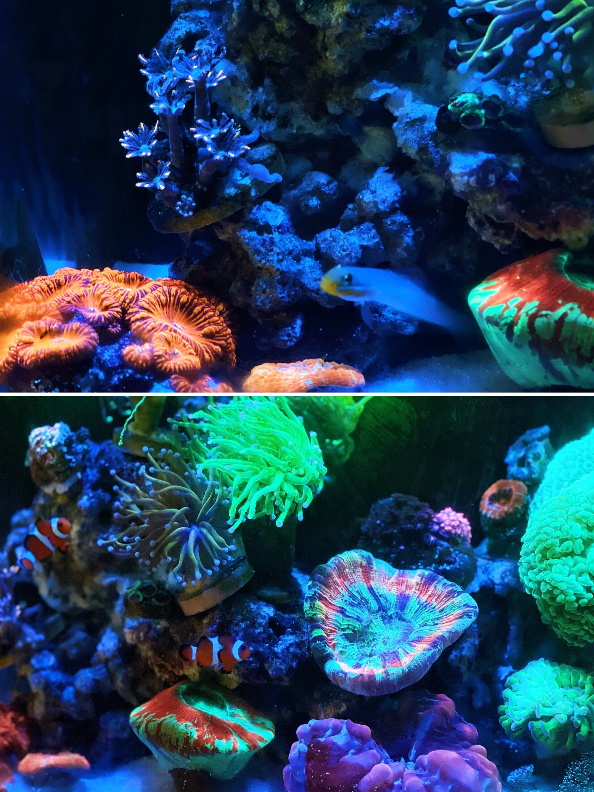 设计日常(四)新手小海缸造景避坑指南 35海缸开缸折腾了一个多月,虽然