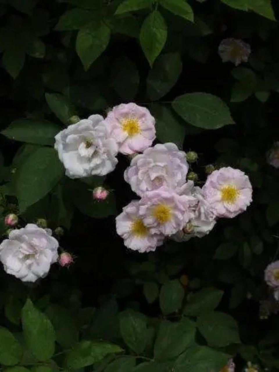 【茶蘼花】-末路之美97 9799荼蘼又名酴醾,佛见笑,重瓣空心泡