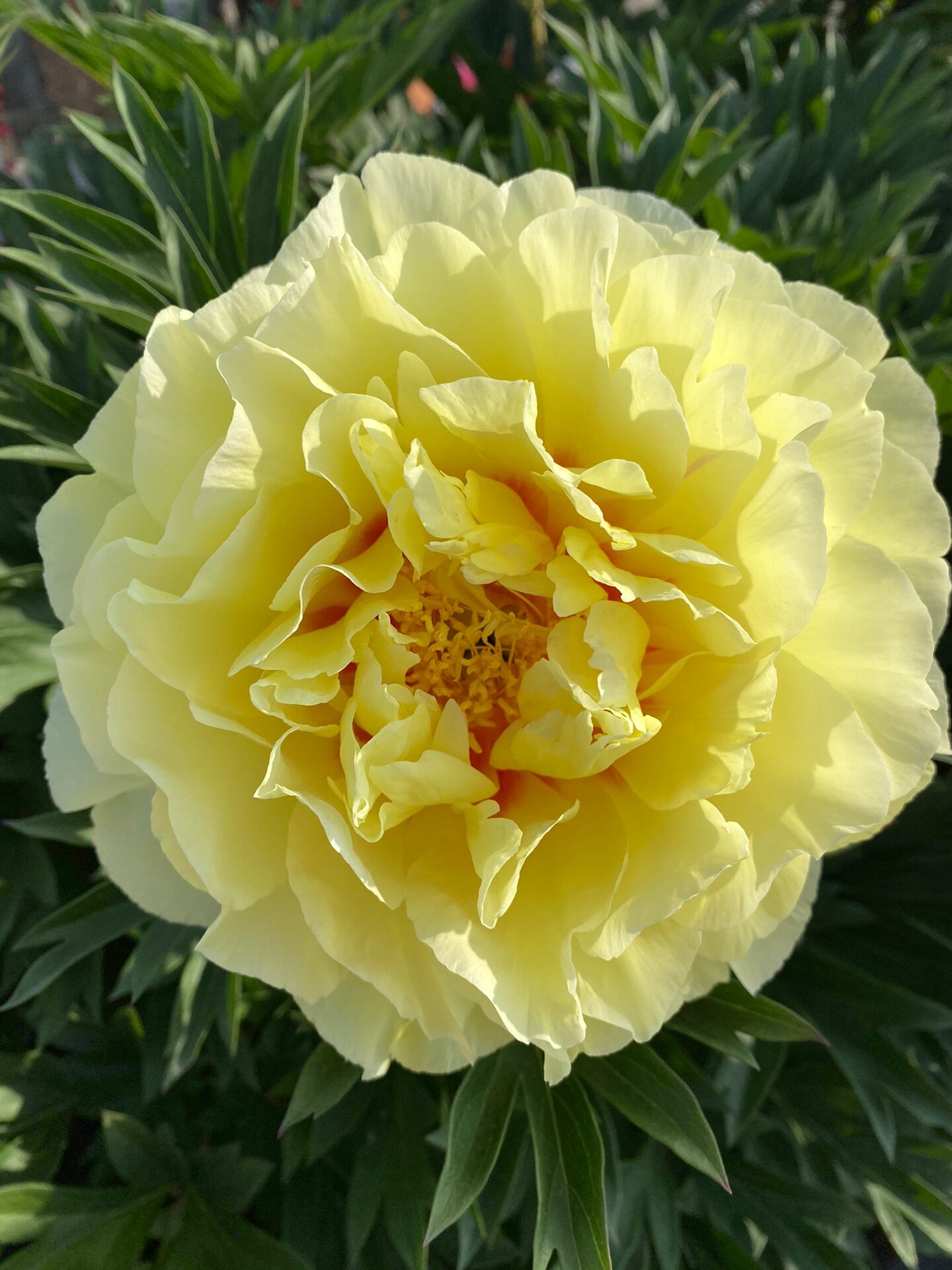 芍药牡丹杂交品种 芭茨拉