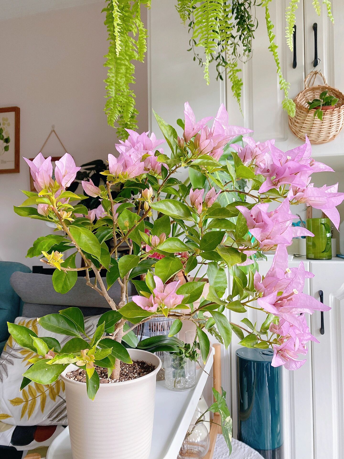 金夫人三角梅 枝条好硬很难塑形,只能靠修剪.