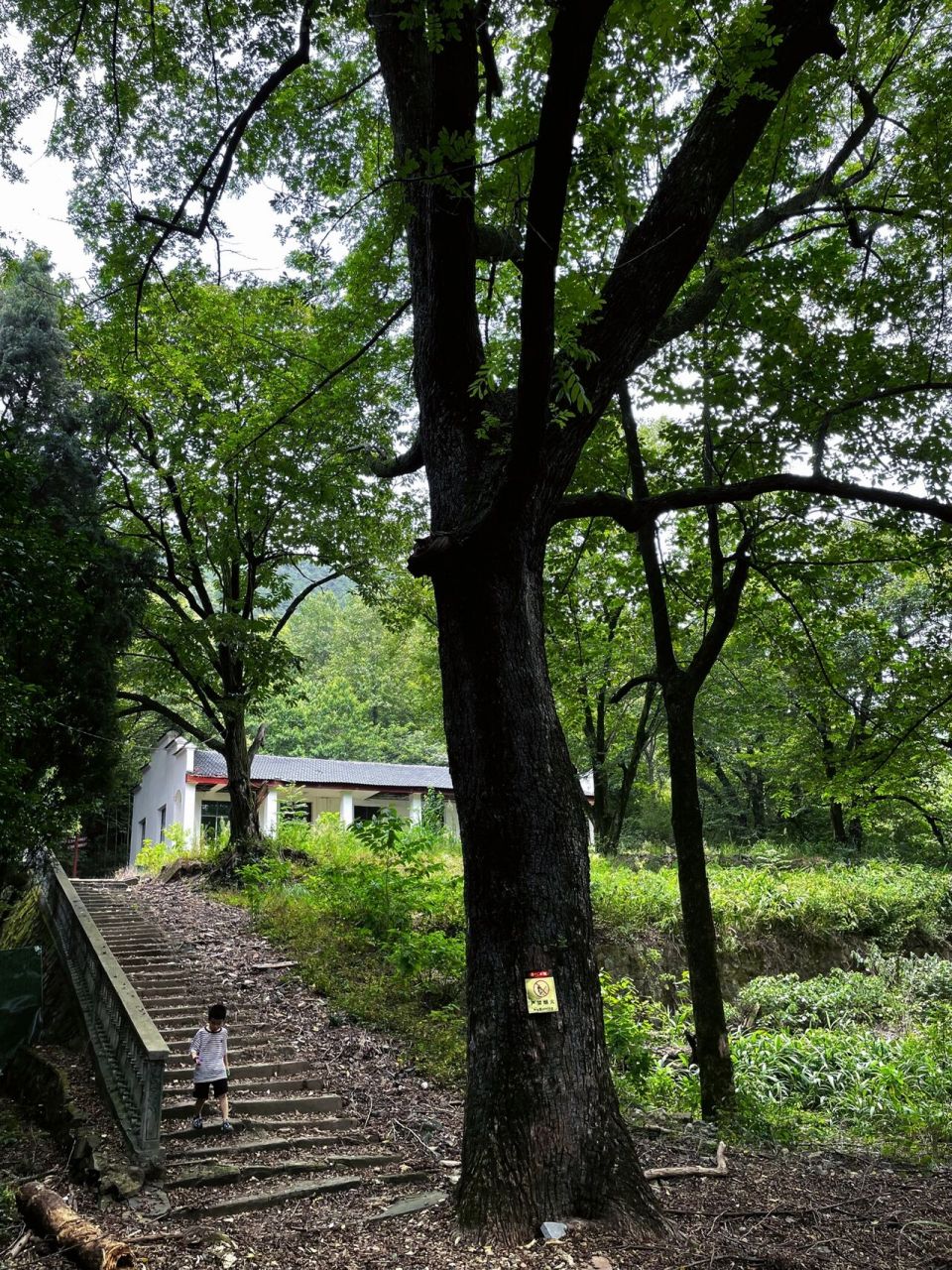 有一座海拔不到千米的山岭,绵延200余里,峰回峦复,古竹苍松,名为阁皂