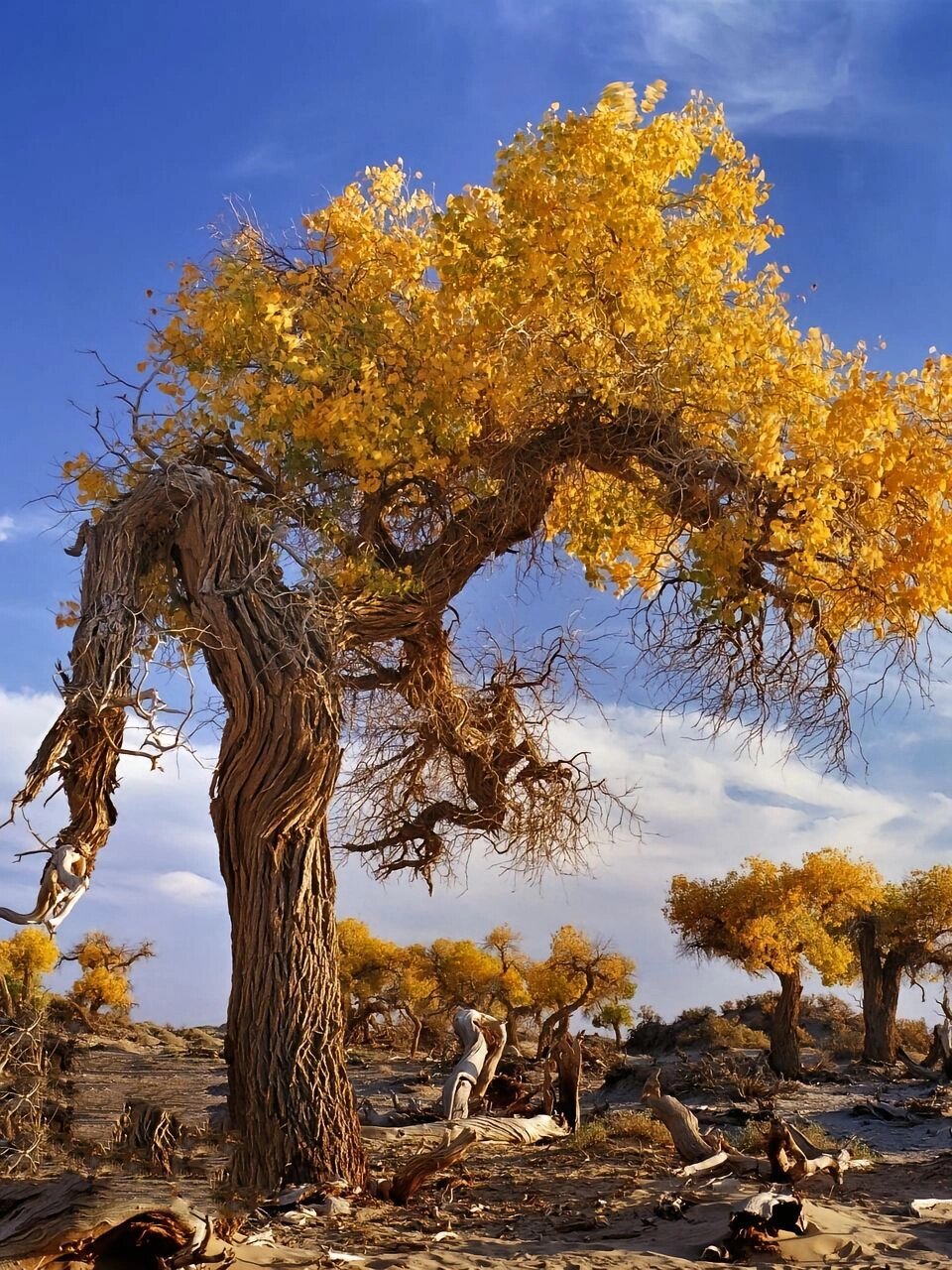 金塔胡杨林位甘肃酒泉市,被誉为中国最美的杨林之一.