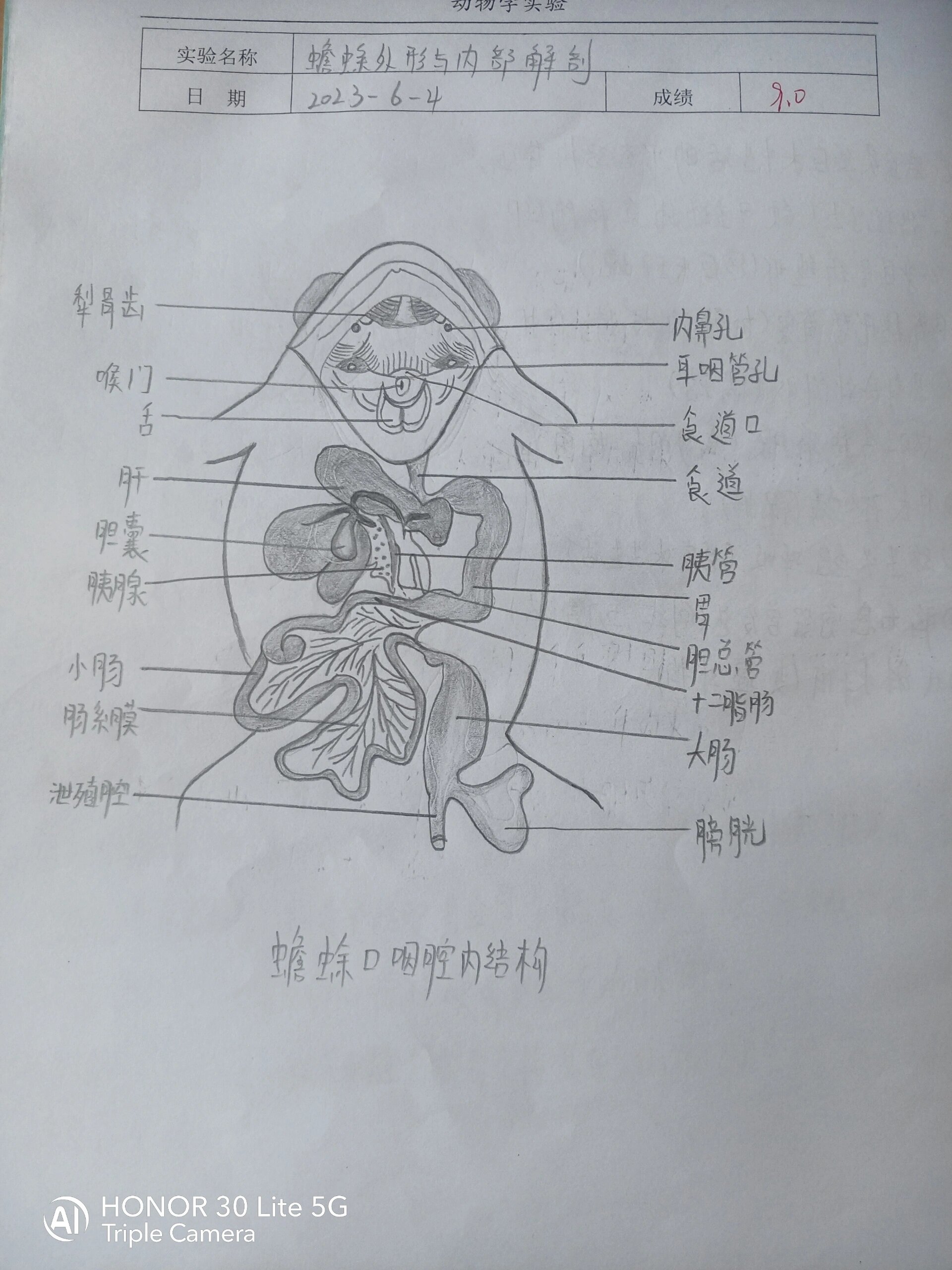 蟾蜍口咽腔内部结构