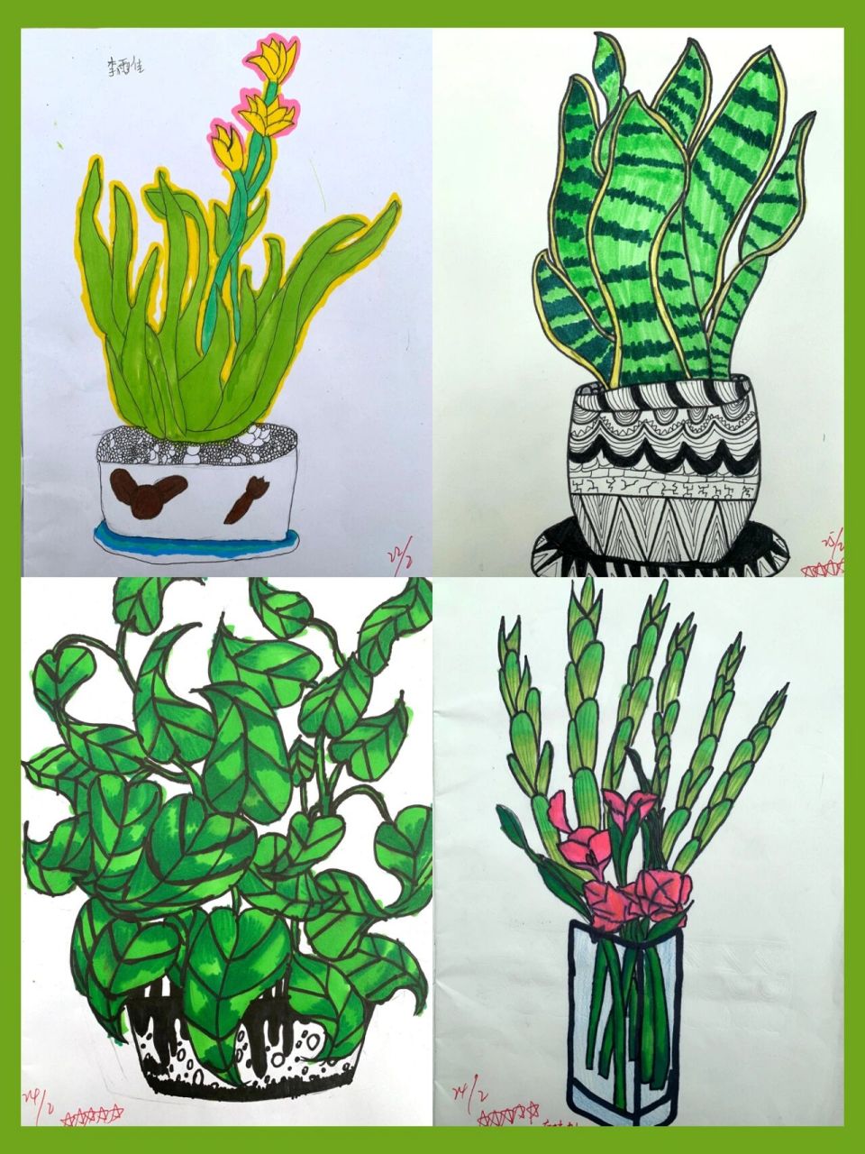 四年级植物写生图片图片