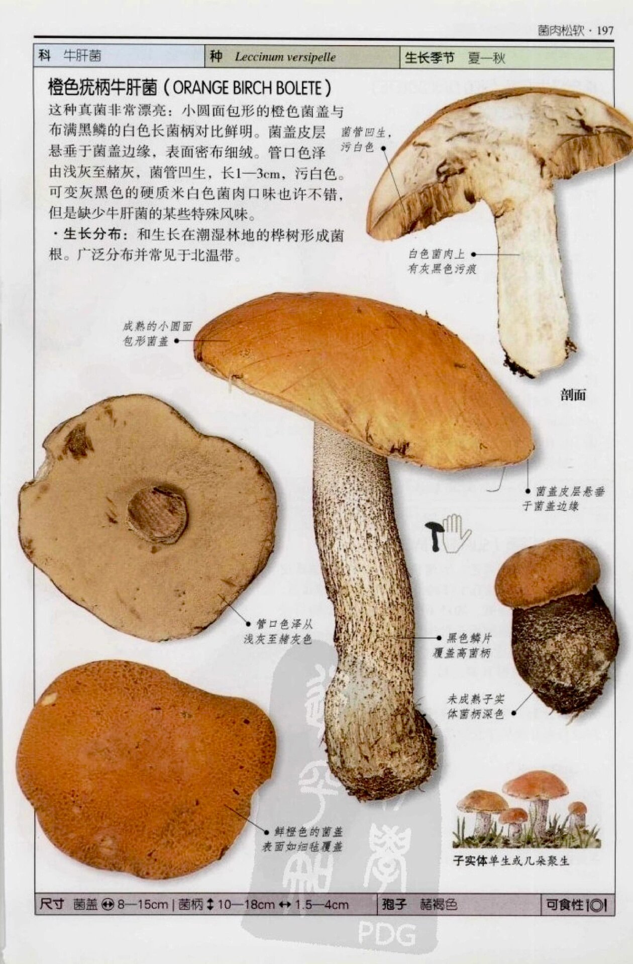 牛肝菌品种大全图片