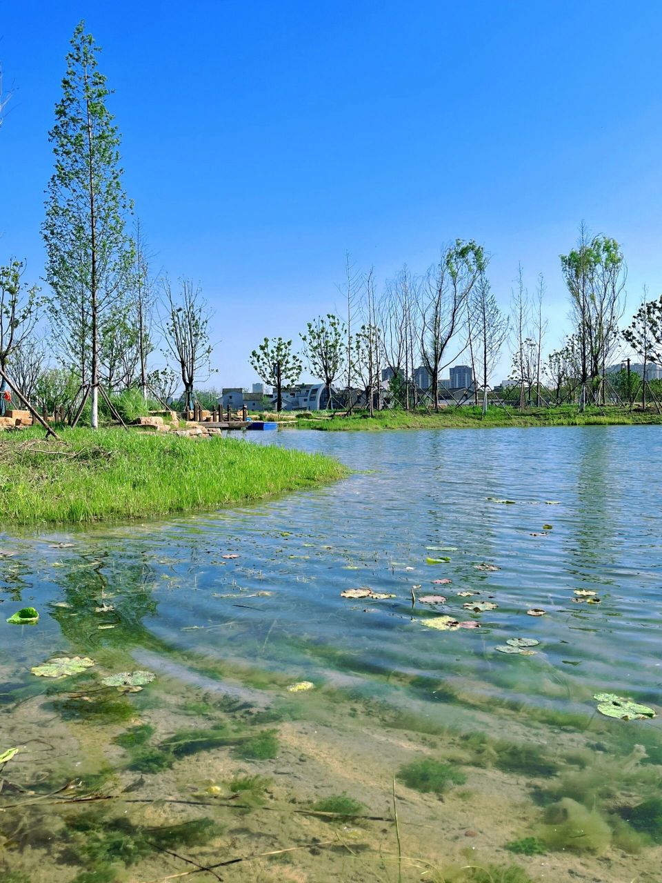 打卡合肥—瑶海湾湿地公园 适合周末出行的小众公园90,瑶海区湿地