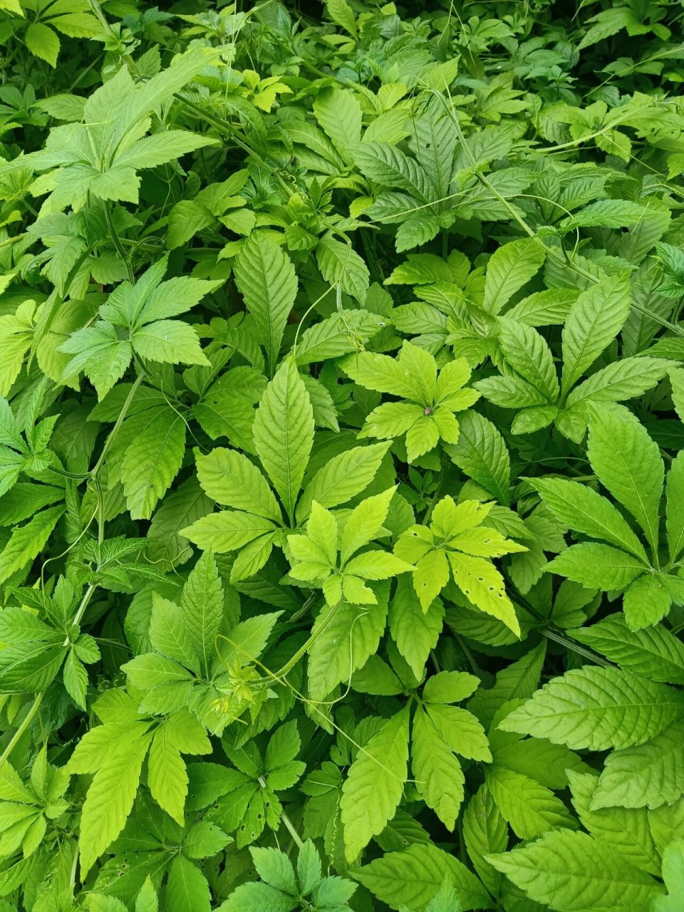 野生绞股蓝 今年新炒的野生绞股蓝,纯手工炒 67绞股蓝,降三高,具有