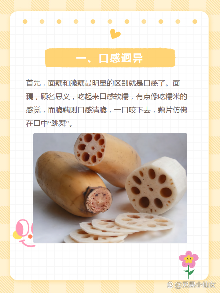 面藕和脆藕的区别