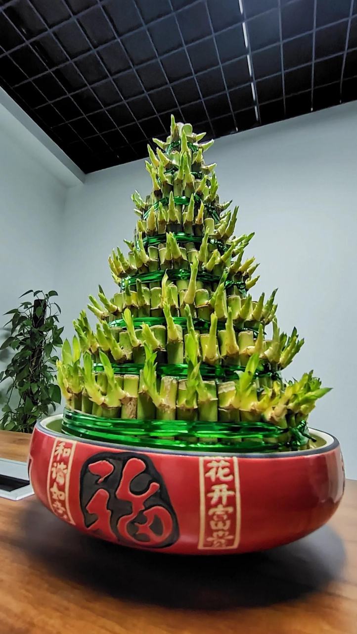 我养的节节高盆栽已经半年了,一直养的绿油油的,一直按照卖植物的店家