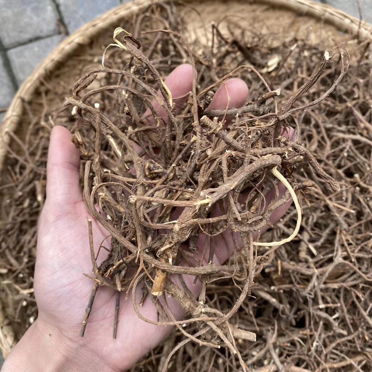 山里的草本植物,野生小柴胡   神农架野生小柴胡 高山野生北柴胡,我们