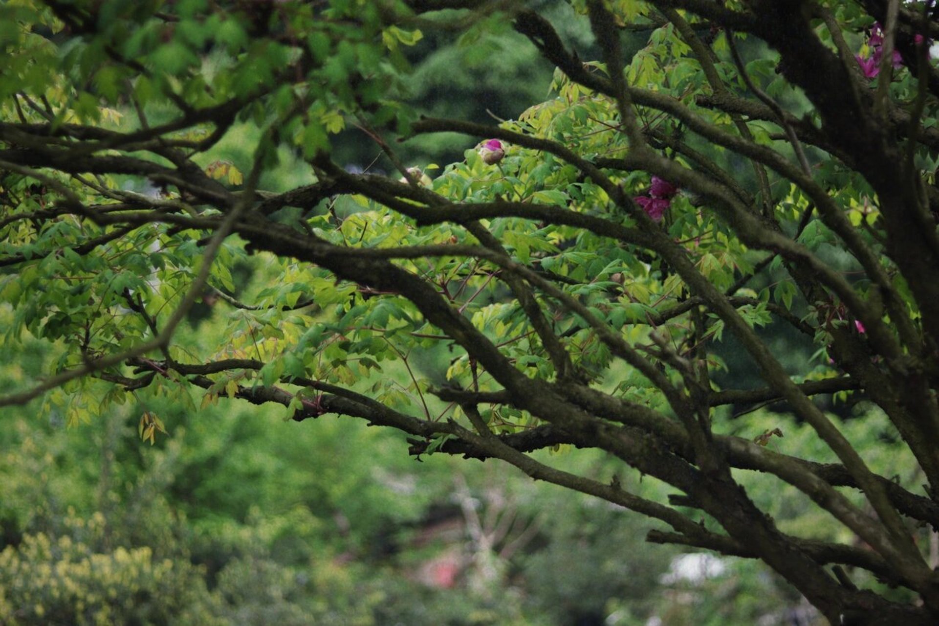 中国最大的牡丹树图片