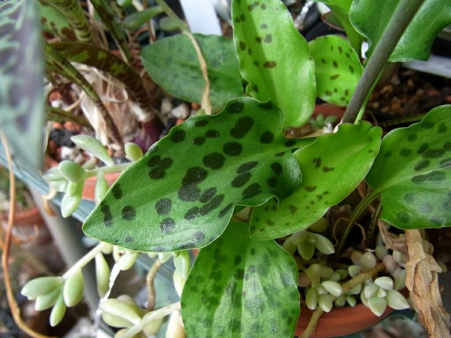 油点百合的种植养护及注意事项 油点百合是天门冬科油点百合属多年生