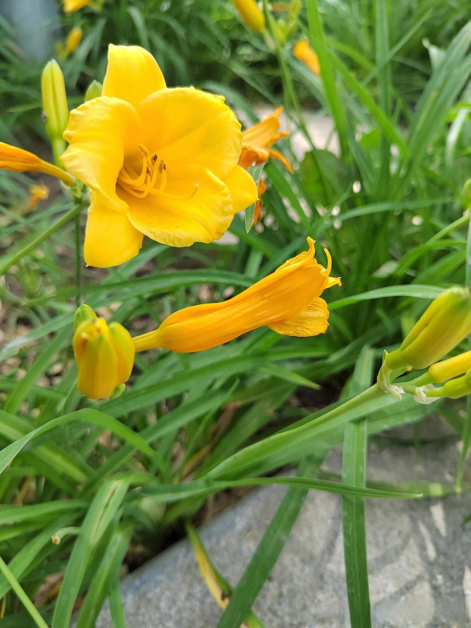 昨日黄花2023.5.18