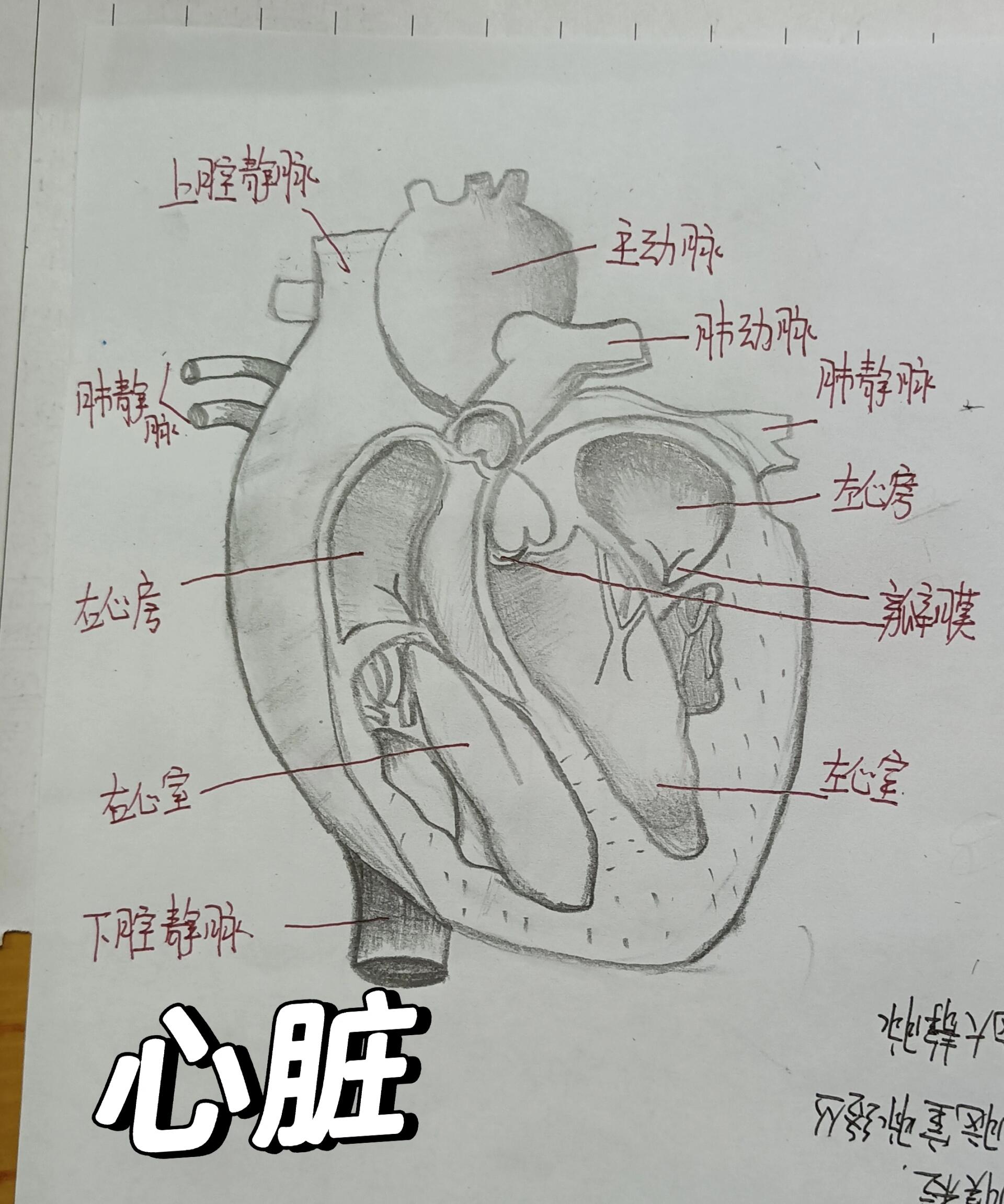 今日绘画~心脏解剖