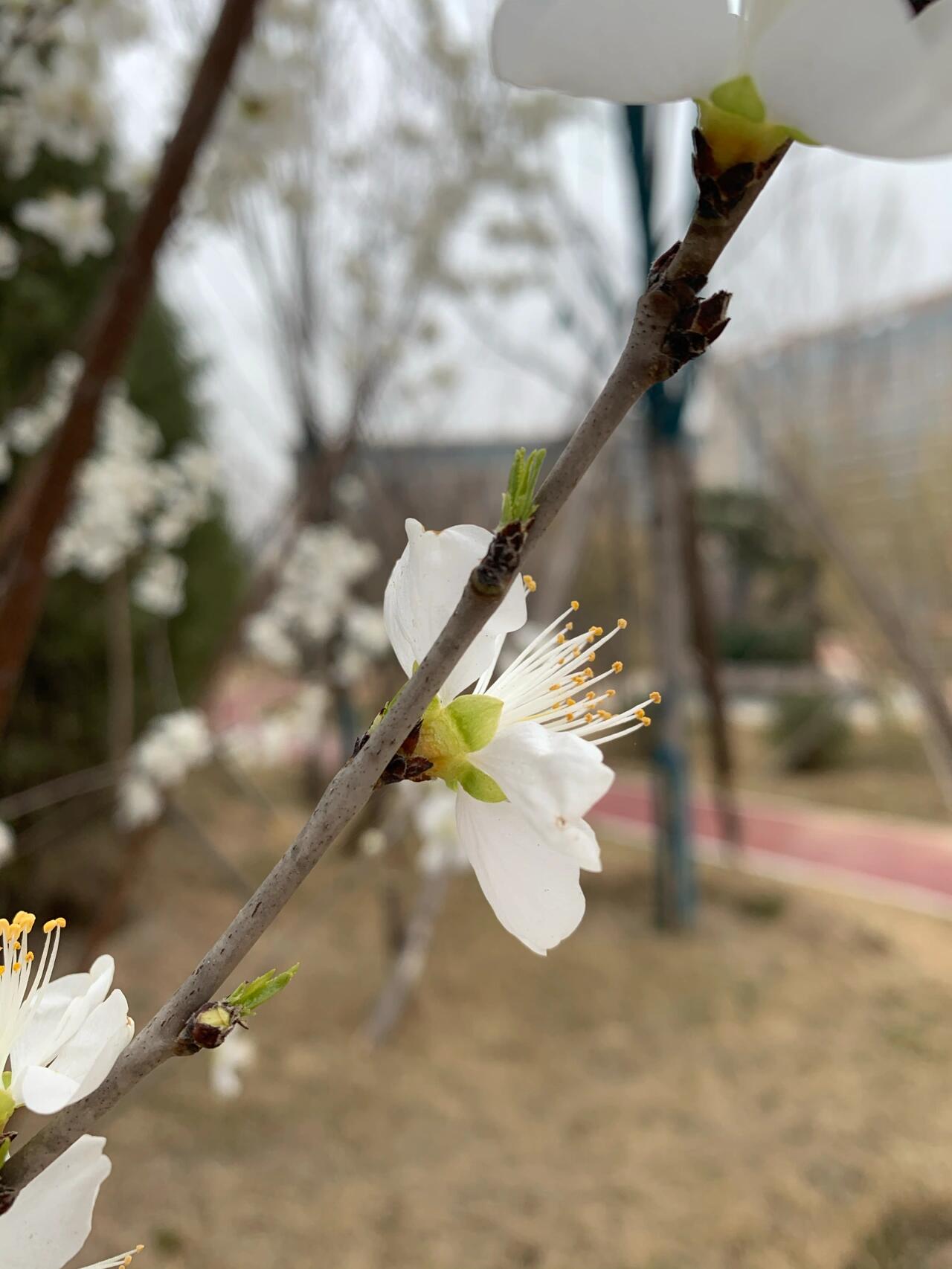 识花之山桃,山杏,杏梅