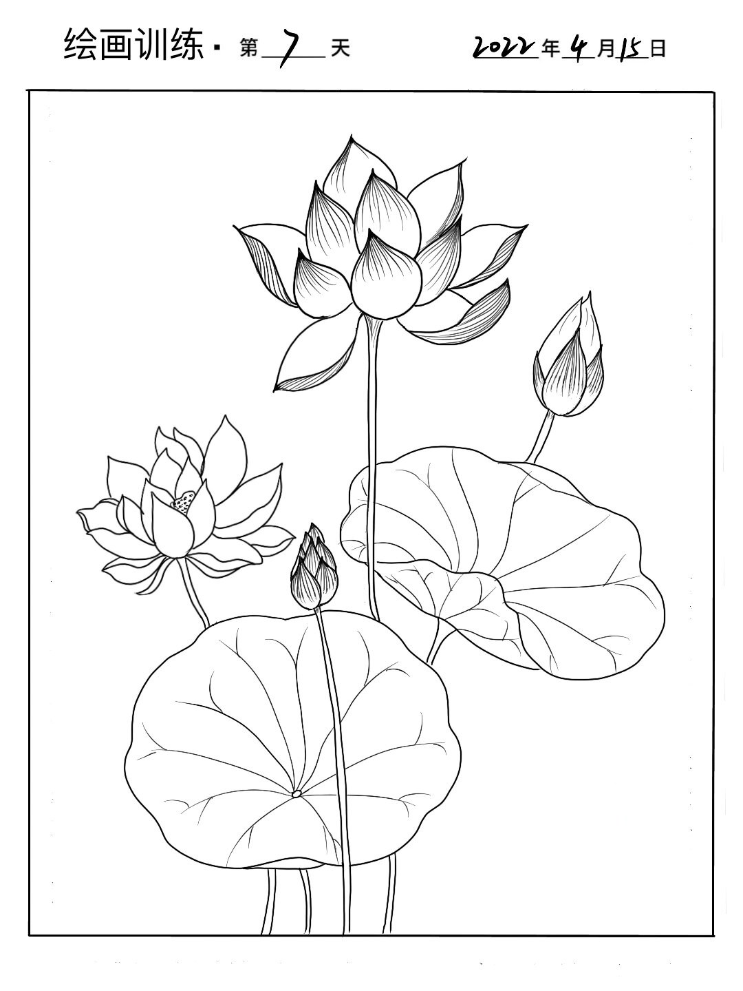 线描练习|超简单荷花线稿