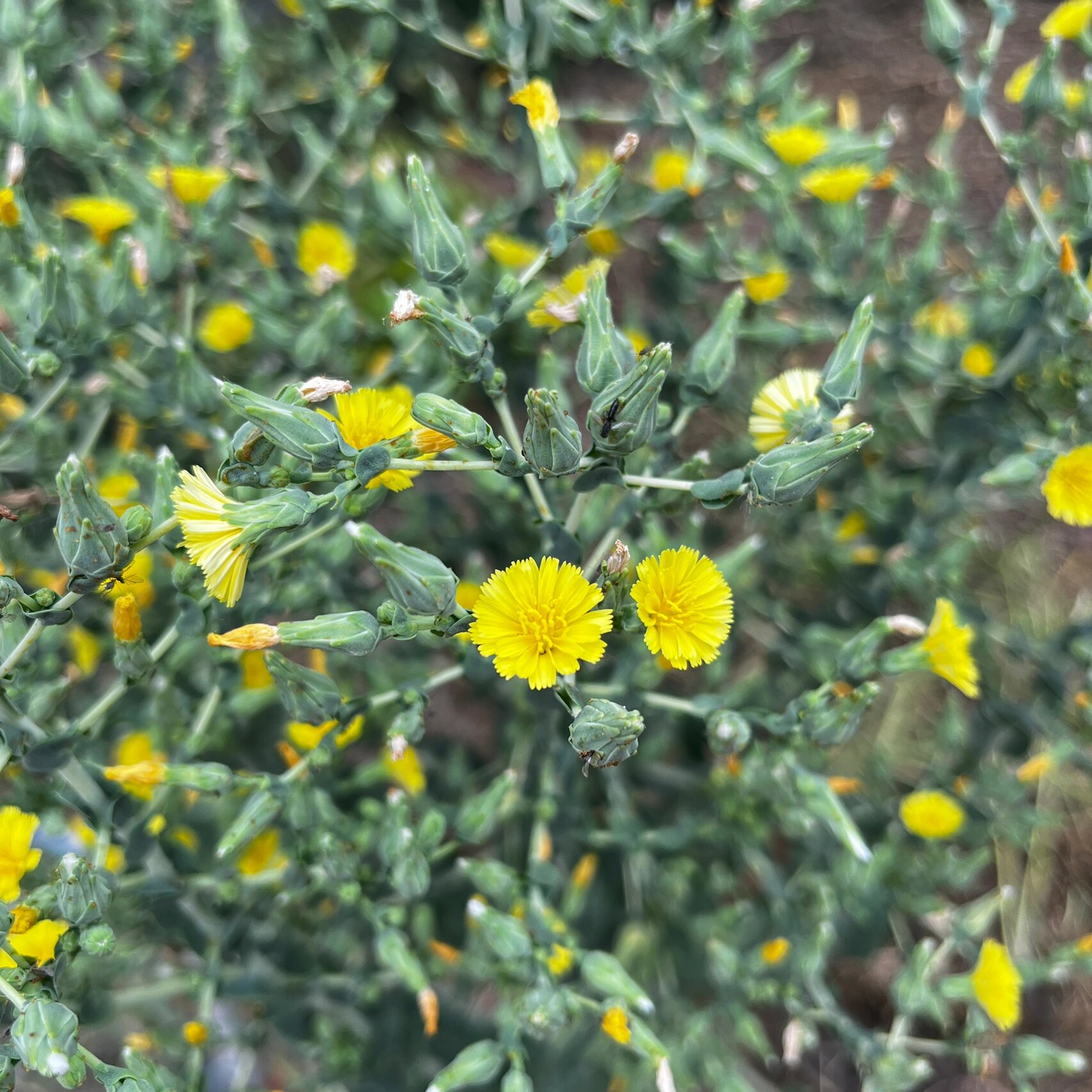 莴笋原来也有花