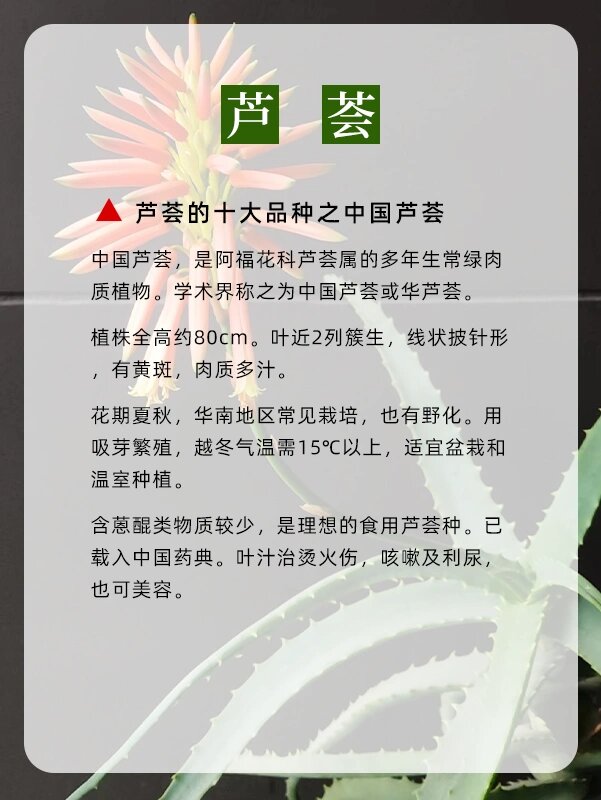 芦荟的成长记录及图片图片