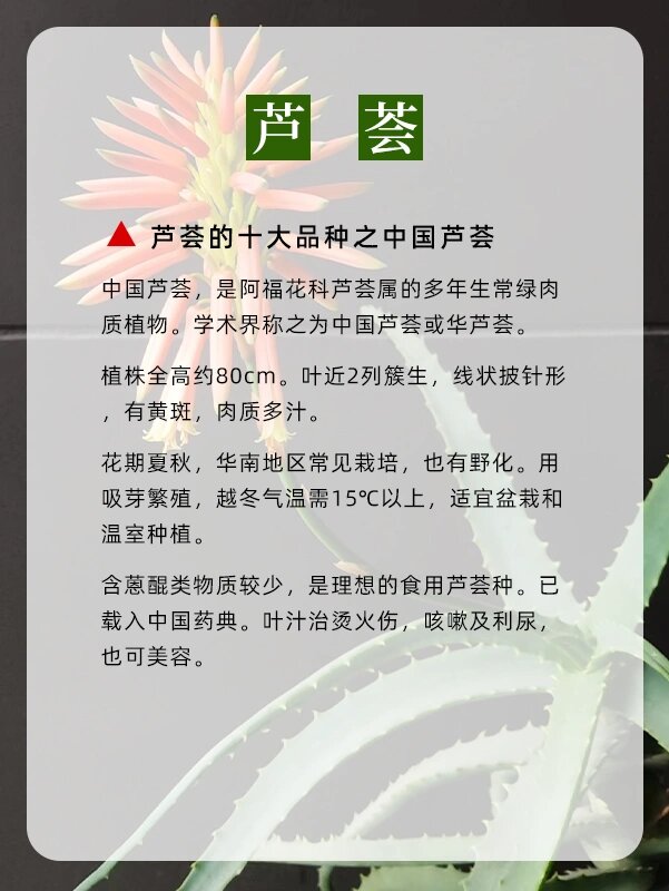 芦荟的十大品种之中国芦荟