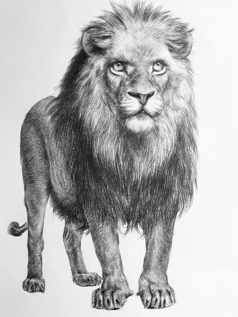 素描动物狮子绘画步骤