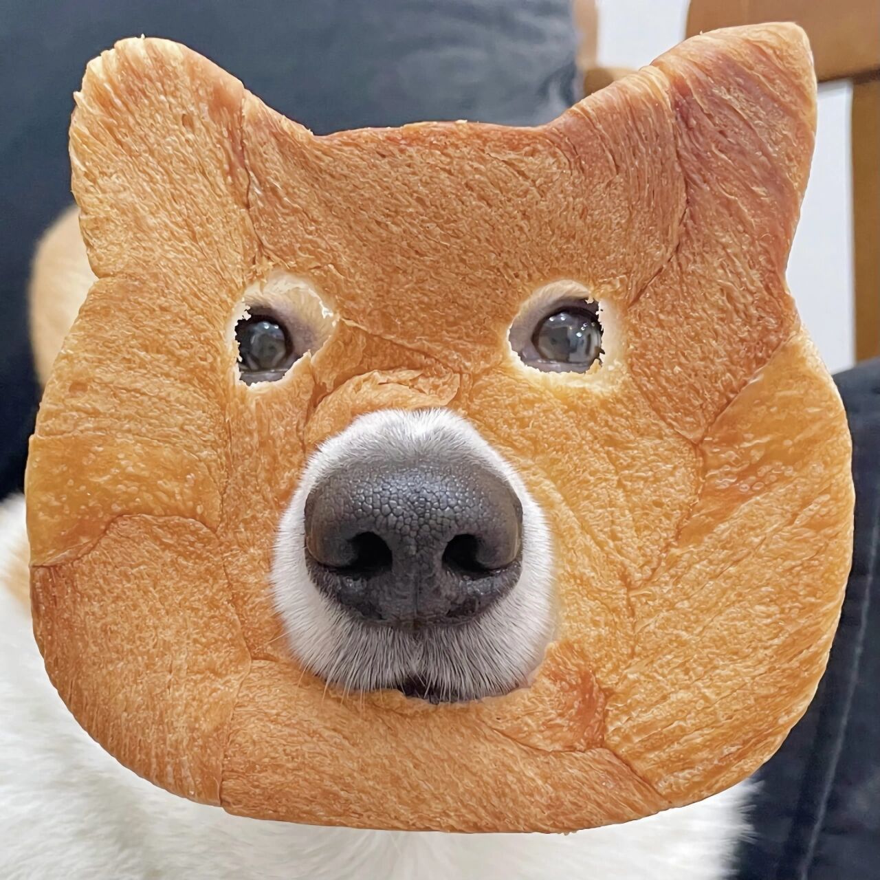 面包狗情头图片